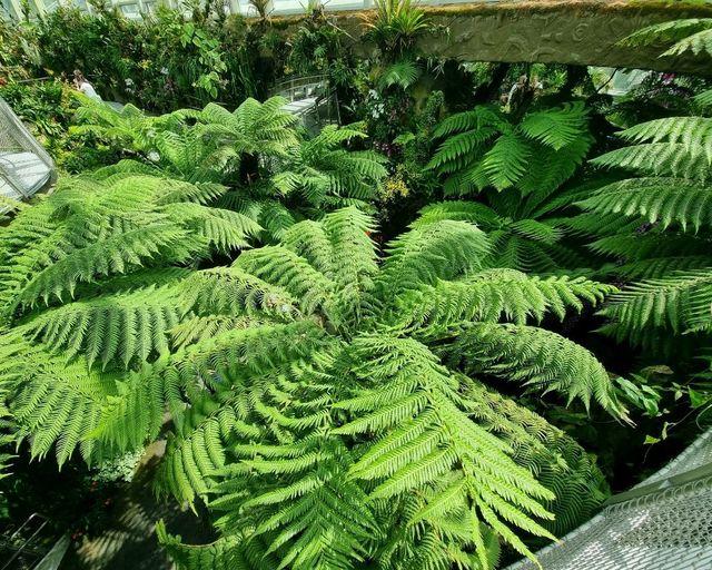 Nature Tranquil 