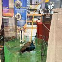 🇲🇾 KSL Animal farm 