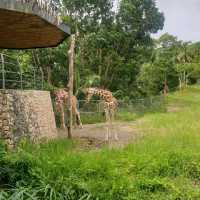 The Great Safari Experience