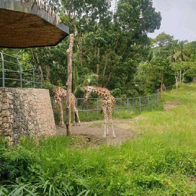 The Great Safari Experience