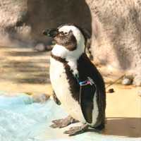 適合一家大細同朋友一齊去嘅動物園👍