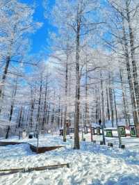 차타고 해발1330m 만항재를 즐기는 눈꽃여행❄️🤍