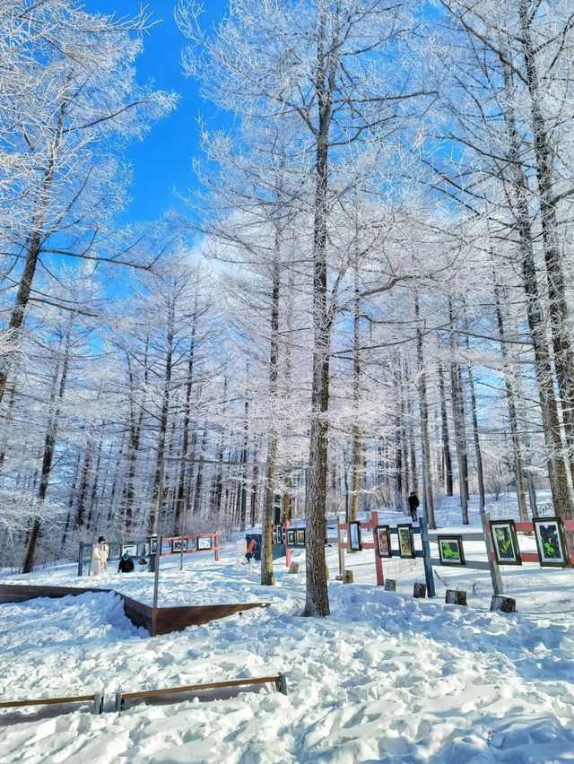 차타고 해발1330m 만항재를 즐기는 눈꽃여행❄️🤍