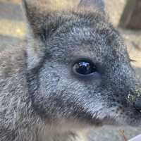 近距離接觸袋鼠和樹熊的動物園