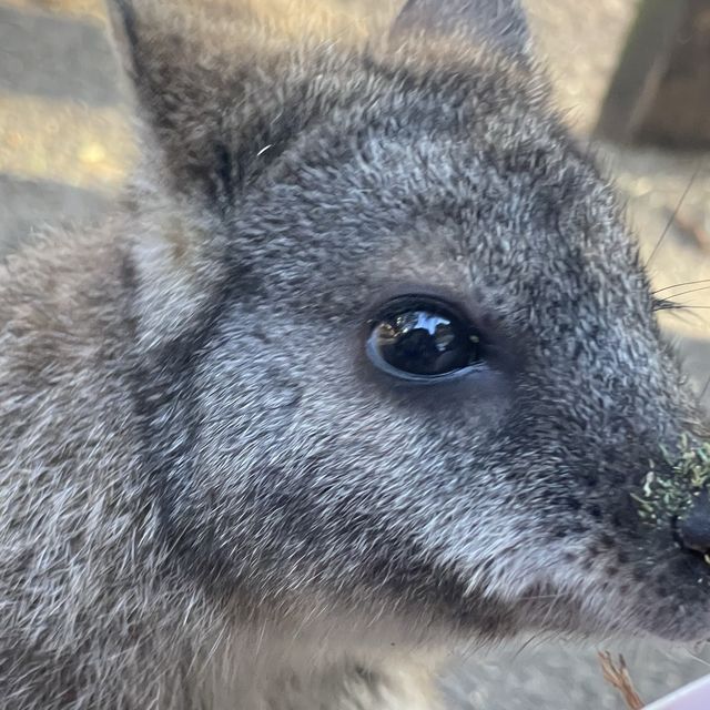 近距離接觸袋鼠和樹熊的動物園