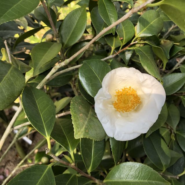 [제주도 여행] 겨울에는 동백꽃 보러🌺