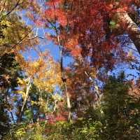 秋は紅葉