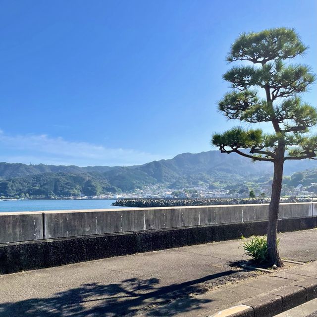 松の木か、椰子の木か