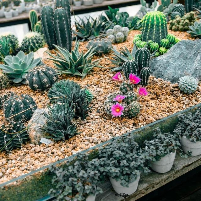 CHAN nature cafe' 