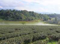 一望無際的綠茶園—翠峰茶園