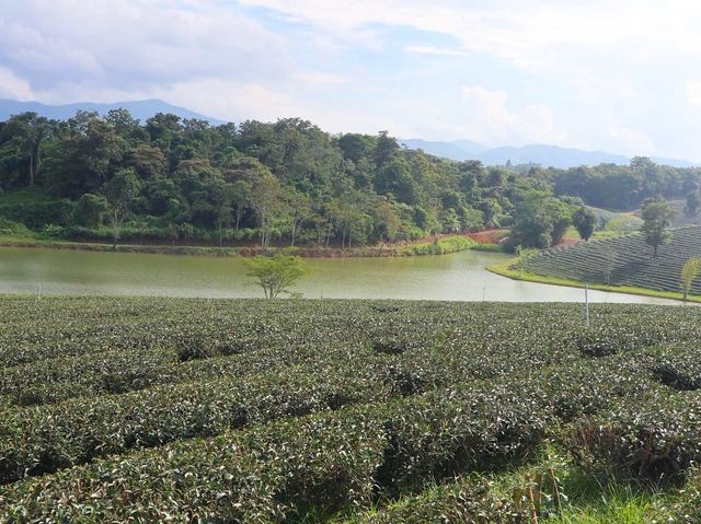 一望無際的綠茶園—翠峰茶園