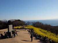 超夢幻油菜花田｜日本神奈川縣🤩🤩