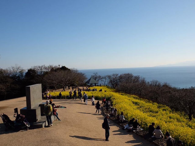 超夢幻油菜花田｜日本神奈川縣🤩🤩