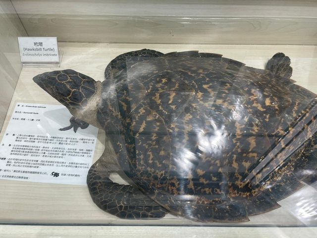 自然保育@展覽室！