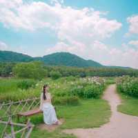 🌺무궁화를 닮은 쌍둥이 꽃 부용이 아름다운 [울산, 태화강국가정원]