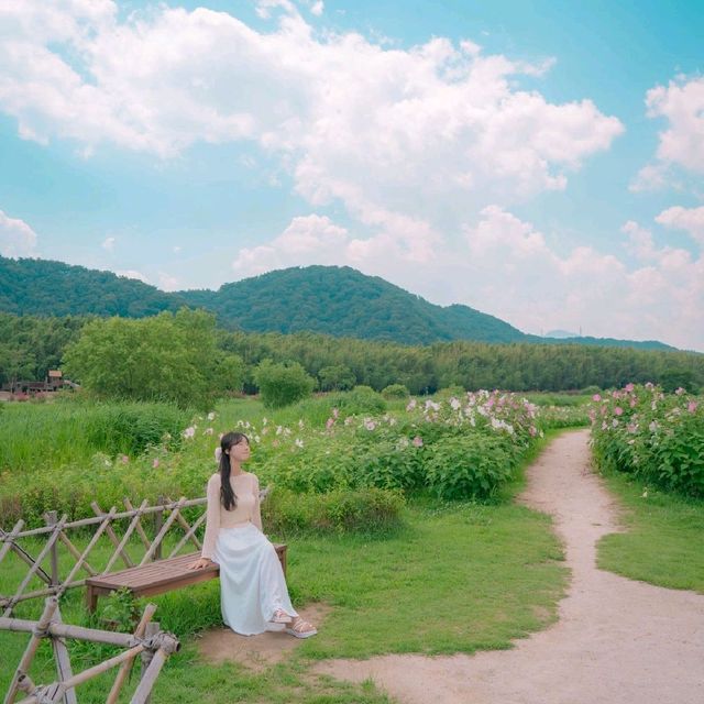 🌺무궁화를 닮은 쌍둥이 꽃 부용이 아름다운 [울산, 태화강국가정원]