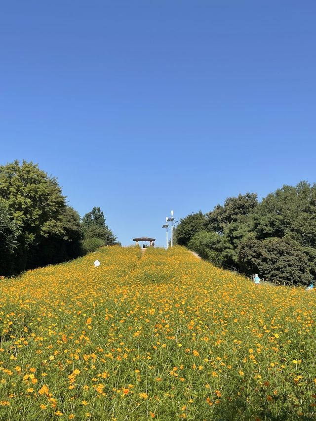 가을은 황하코스모스의 계절🧡