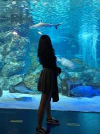 물 속 세상을 만날 수 있는 곳,”코엑스 아쿠아리움”🐟