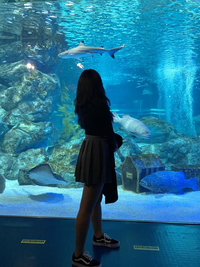 물 속 세상을 만날 수 있는 곳,”코엑스 아쿠아리움”🐟