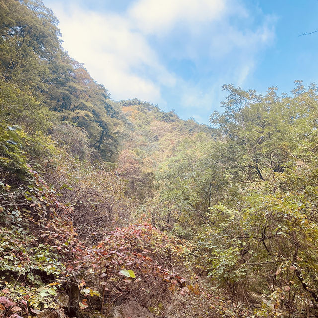[용문] 가을 산행 단풍 구경🍁'용문산관광단지'