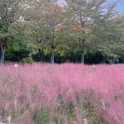 韓国/ソウル【オリンピック公園】韓国の秋はピンクミューリーを見に行こう🌾💕