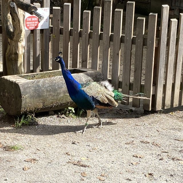 薩爾斯堡動物園半天遊！