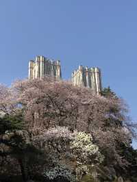 봄에 벚꽃 구경하기 좋은 경희대학교 서울캠퍼스 🏛️🌸💭