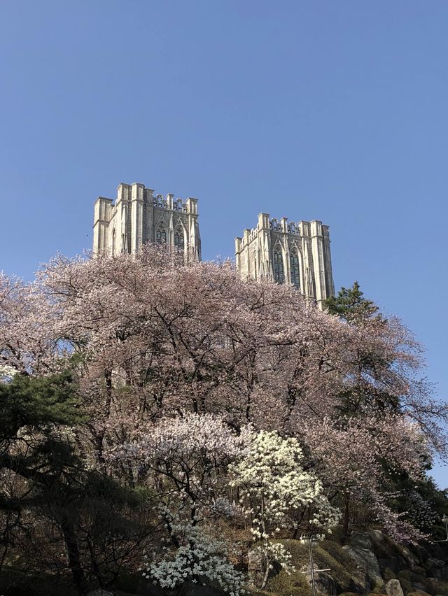 봄에 벚꽃 구경하기 좋은 경희대학교 서울캠퍼스 🏛️🌸💭