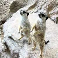 Ocean Park on weekends!