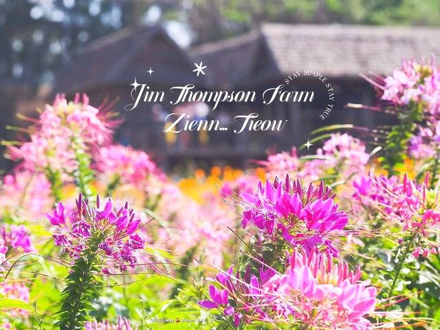 อลังการทุ่งคอสมอสงานเทศกาลดอกไม้@Jim Thompson Farm