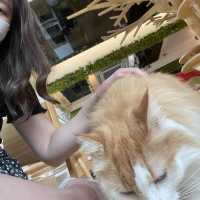 喵🐱cafe 之初體驗☕️