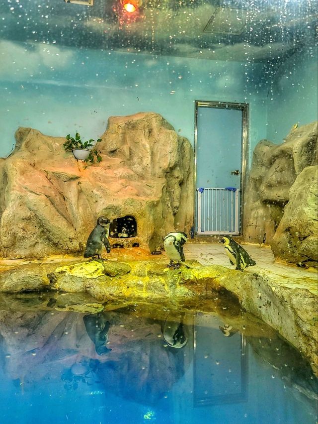 어른들도 신나는 바다속나라🐳아쿠아플라넷 여수🐠