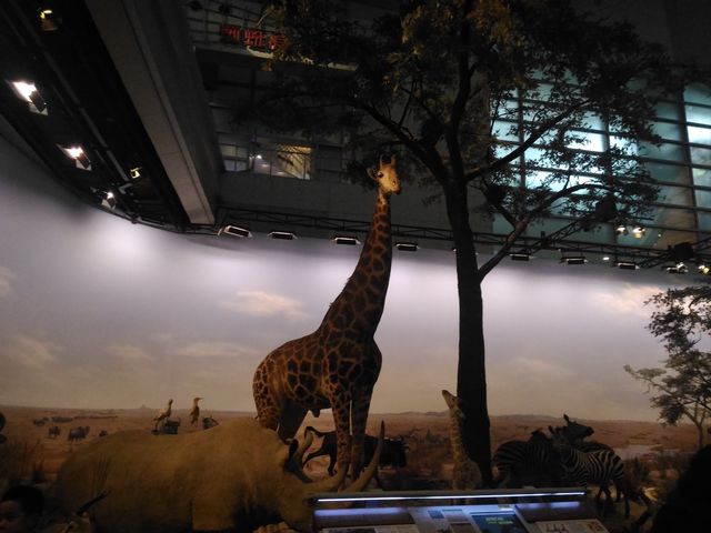 Animal Kingdom - Shanghai Science Tech Museum