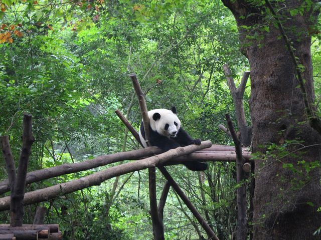 Pandas and much more …