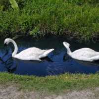Swan Lake Animal Base, Haikou