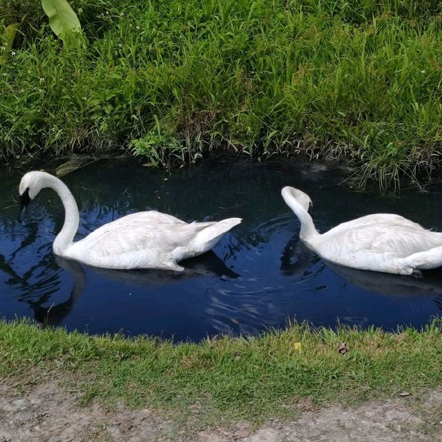 Swan Lake Animal Base, Haikou