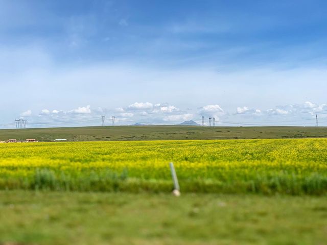 유채꽃 지평선을 볼 수 있는 곳, 청해호(青海湖) 북쪽길