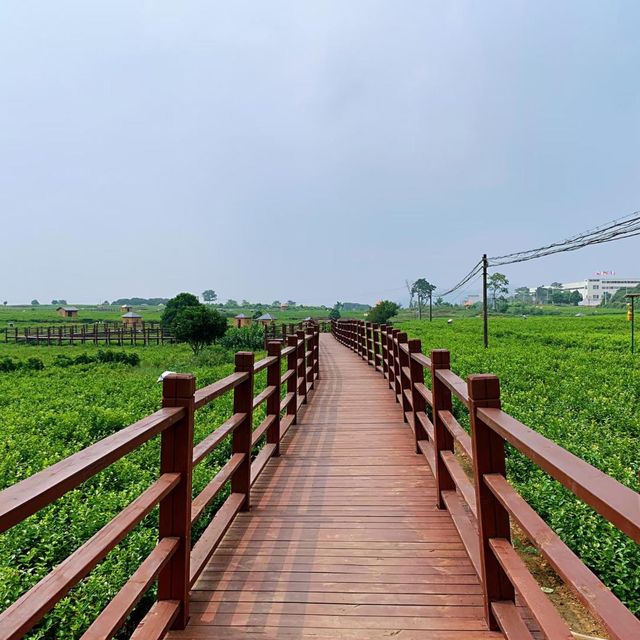 廣西南寧：中華茉莉園