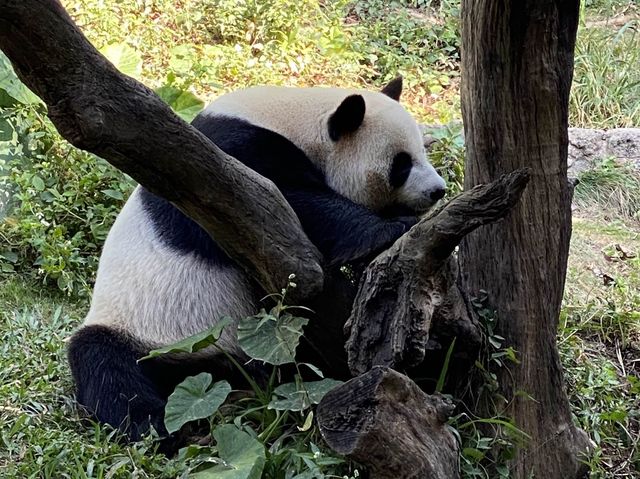 Beautiful Safari Park animal 🦒Guangzhou 