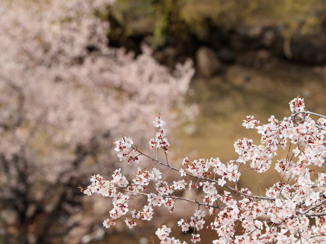 川藏公路覺巴山的桃花