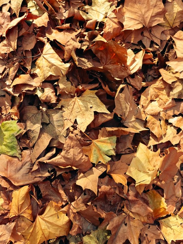 Winter Days in the French Concession🍂🍁