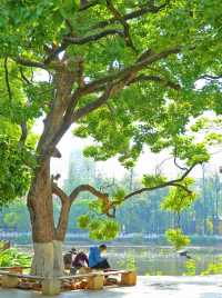 In Kunming, you can always trust the romance of Green Lake Park.