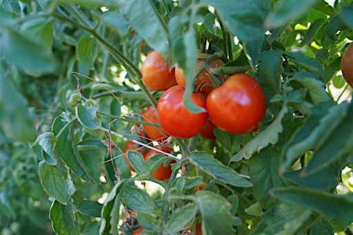 April Skills Share | Three Sisters Gardens