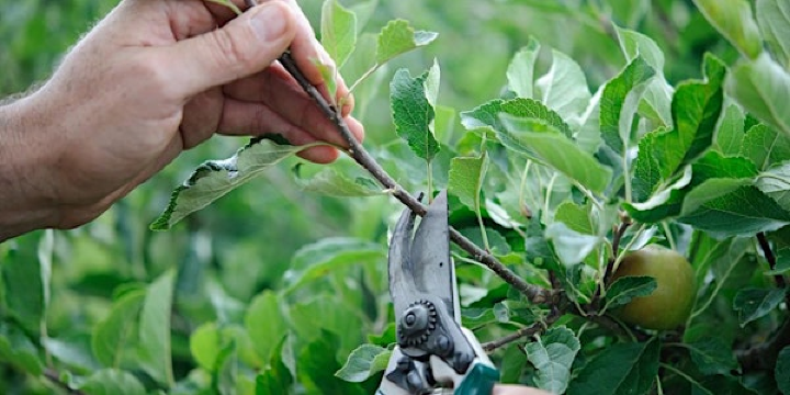 Summer Fruit Tree Pruning | Compost Education Centre