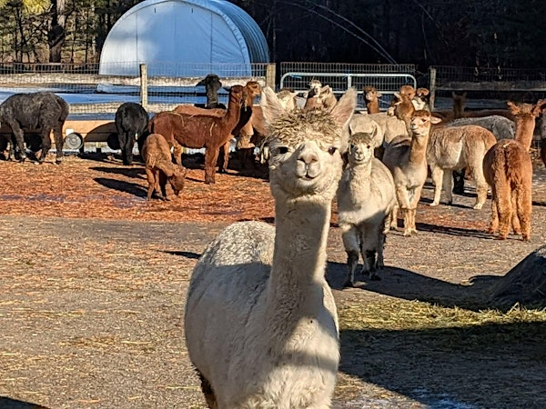 Networking Open House at Harvard Alpaca Ranch | Harvard Alpaca Ranch, Inc.