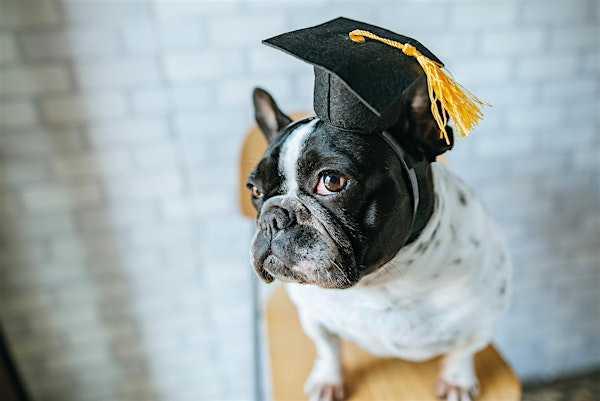 Basic Foundational Skills (July 18,  25 Aug 1,8, 15, 22, 29, Sept 5) | Paws Please Dog Training