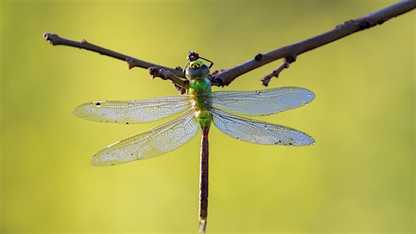 Chasing Dragons and Damsels in WNC | The North Carolina Arboretum