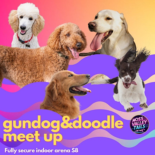 Gundogs: Spaniel, Retriever, Goldies and Doodle social in a secure arena S8 | Moss Valley Tails