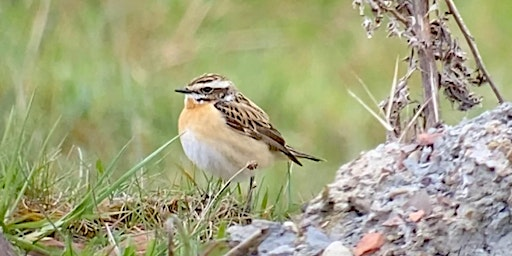 Introduction to Bird Migration with Start Birding | Swarthmore Education Centre