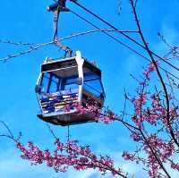 NGONG PING 360